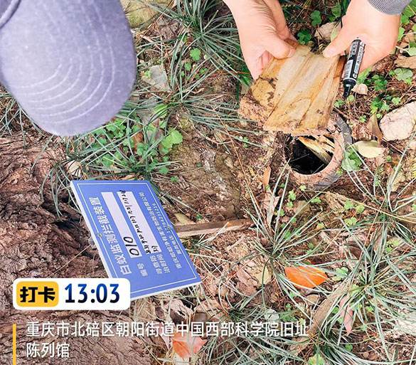 白蚁防治